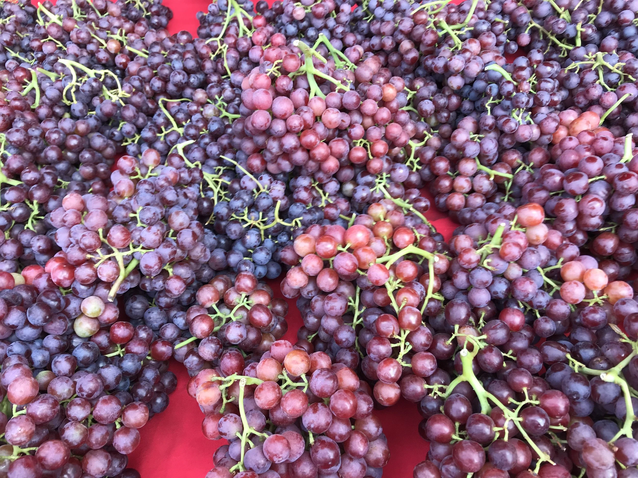 San Ramon Sunday Grape Escape 