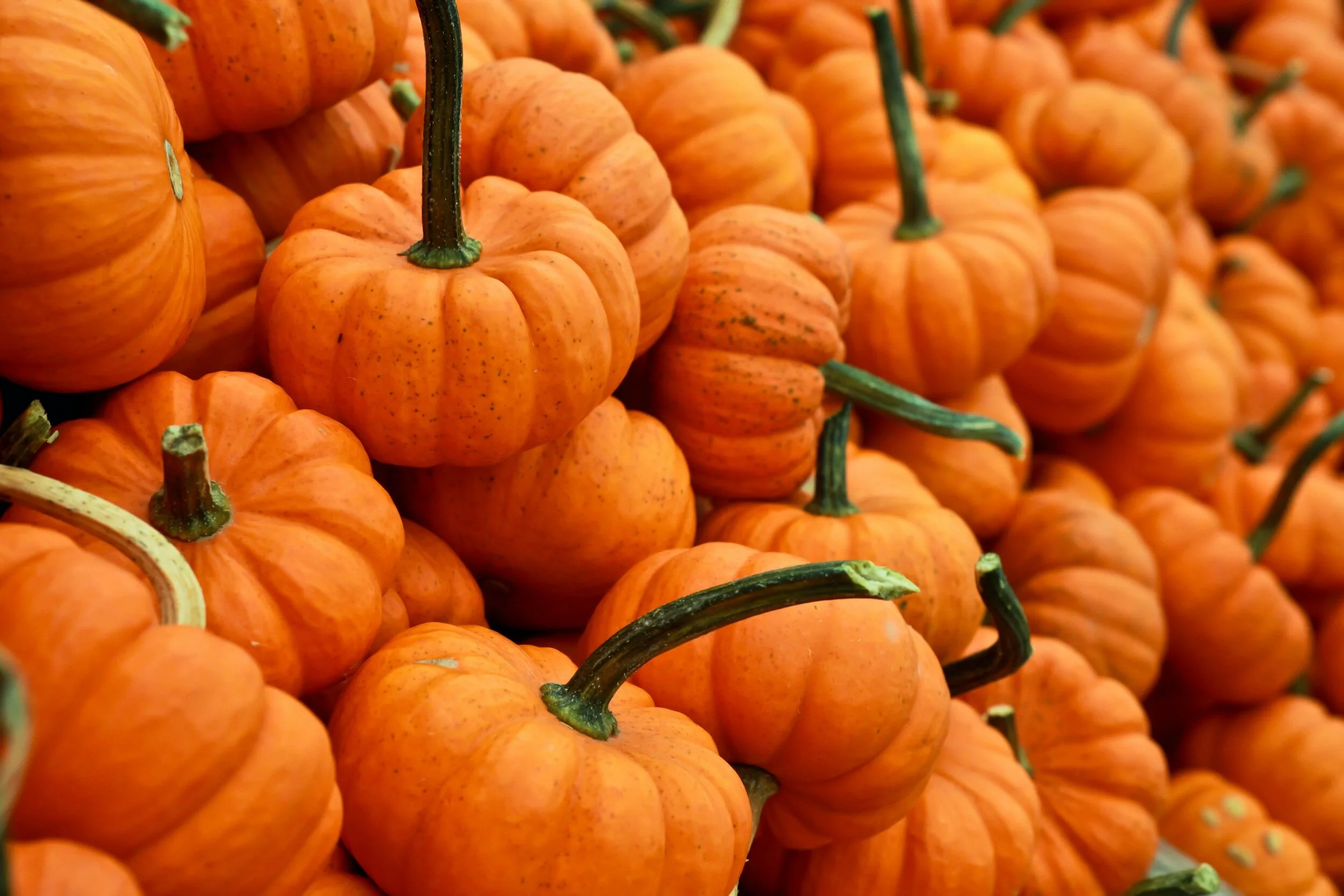 🎃 Family Harvest Festival at Diablo Valley Farmers' Market