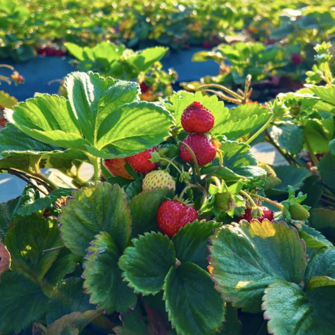🍓Many of our strawberry farmers grow legendary strawberries near Watsonville, Ca. This region is known by many as the “Strawberry Capitol of the World”!
☀️The unique microclimate offers growing conditions well suited for growing berries