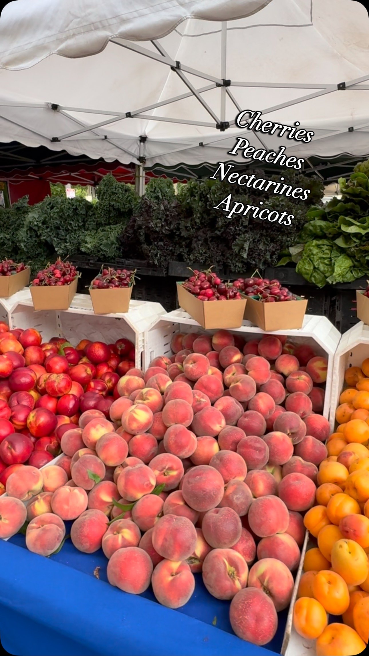 It's stone fruit season! Enjoy freshly picked cherries 🍒, peaches 🍑, nectarines, and apricots at the market! The cherry harvest is lighter this year so make sure to stock up on your next trip to market. #dalycityfarmersmarket #dalycity #serramonte