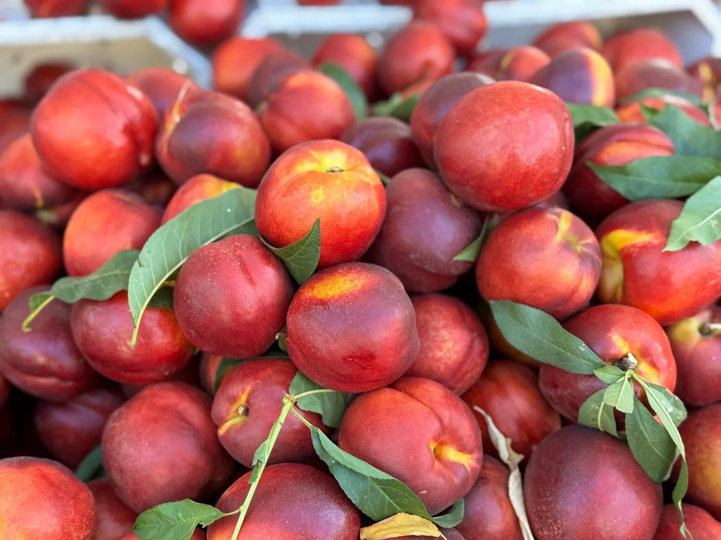 Stock up on summer produce and taste a rainbow of produce at market this weekend!