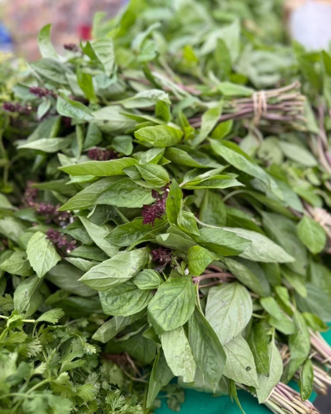 Basil is one of our favorite summertime herbs! It is a savory versatile ingredient. Make fresh pesto in minutes, slice and add to a cucumber/watermelon feta salad, or make a simple caprese salad appetizer with sliced tomato, fresh mozzarella, basil