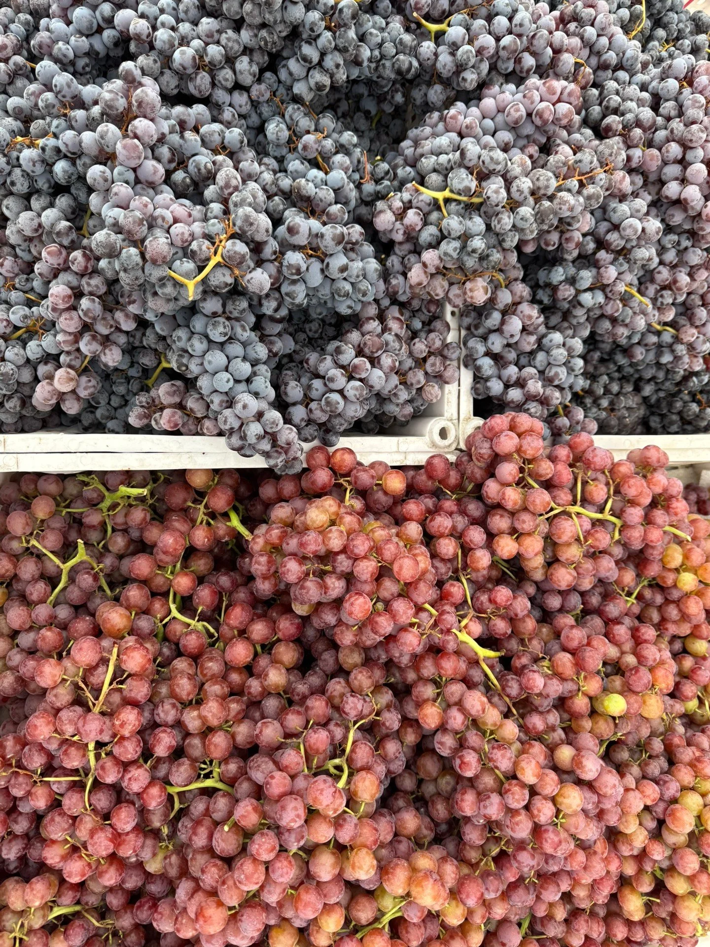 Grapes are in season now! At the farmers' market you can find wide varieties of different grapes. Flavors range from sour to sweet. Enjoy the market every Thursday and Saturday 9am-1pm.
.
.
#dalycityfarmersmarket #dalycity #sffoodie #farmersmarket