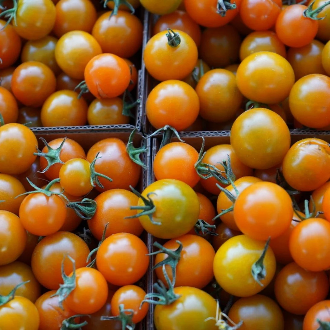 Cherry tomatoes are at their peak of summertime flavor! They are the closest thing to a dose of sunshine. These sweet little tomatoes are perfect for adding to fresh summer salads or add to a roasting pan with your protein of choice.
Head to mark