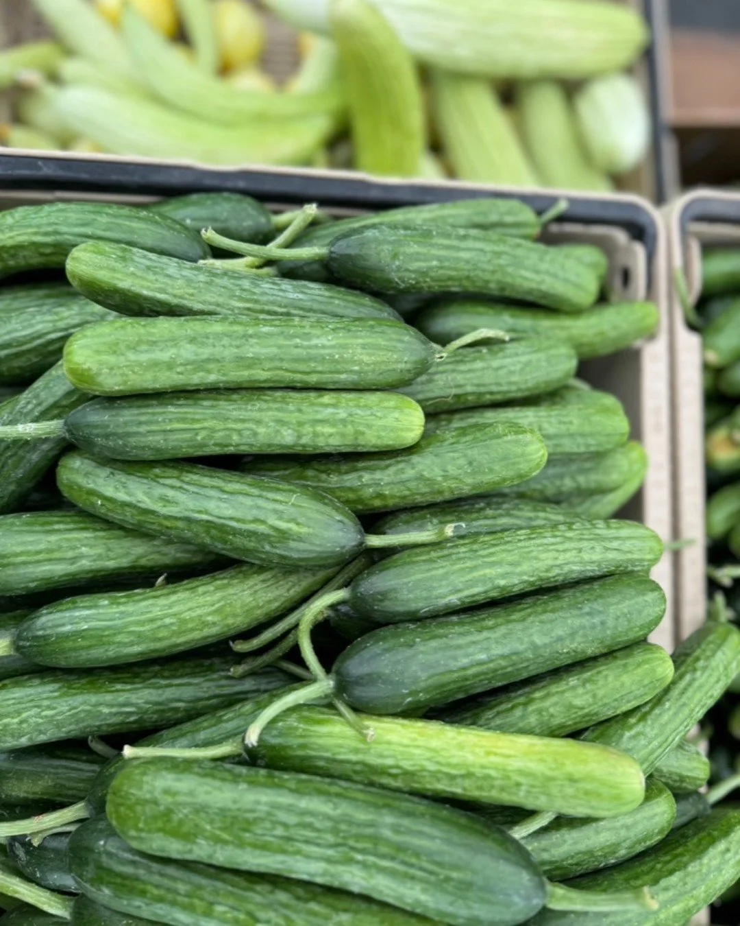 Stay cool as a cucumber during this heat wave!  Did you know that cucumbers are naturally cooling and hydrating.  Cucumbers have contain a lot of water and are so refreshing on a hot day!

Try slicing them like spears and add to a container with wate