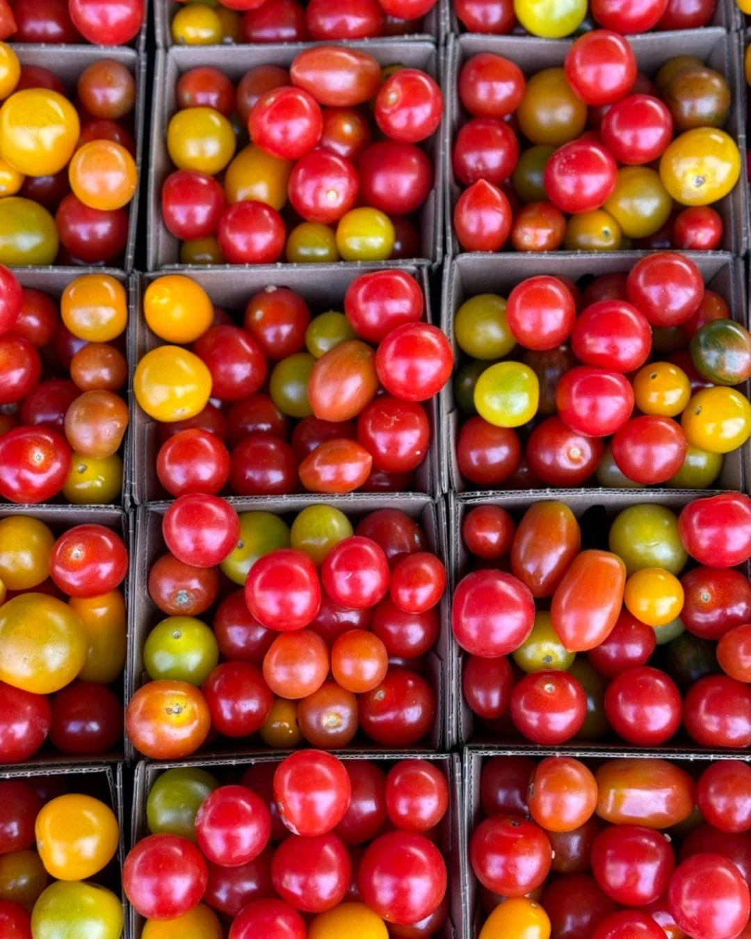🍅Cherry tomatoes are delicious bite sized tomatoes and perfect for adding to fresh salads or roasting. Common varieties are sungold, black cherry, super sweet 100, yellow pear, and indigo rose. Growing these in your own garden can be very rewardin