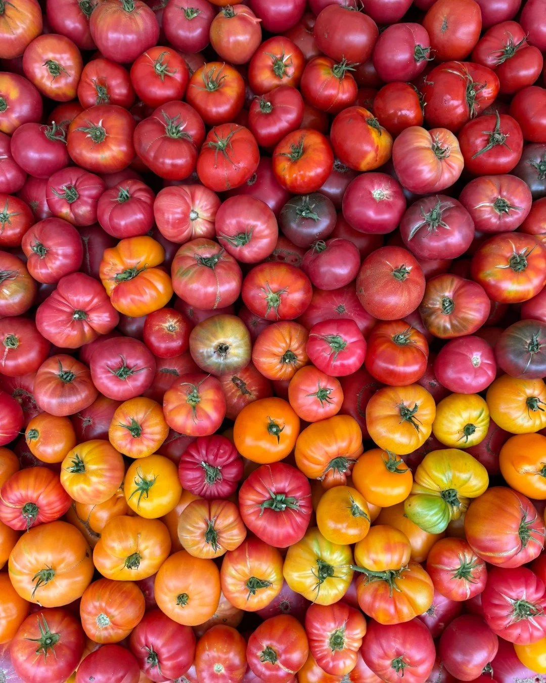 Heirloom tomatoes come in a range of colors and flavors! Taste the rainbow and bring home several different varieties to try. Flavors range from tangy to savory depending on varieties. Common heirloom varieties are: Brandywine, Cherokee Purple, Ma