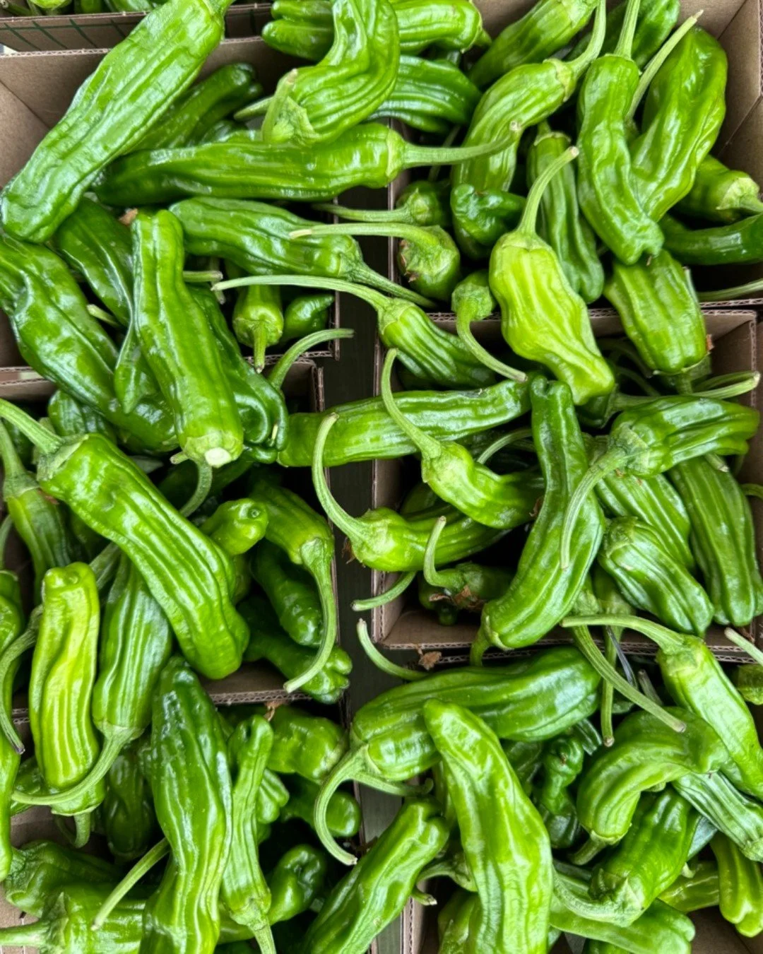 Shishito and Padron Peppers are delicious bite-size peppers, incredible when sautéed, charred and served as an appetizer.
Make a quick appetizer in minutes.... simply sauté with oil and a generous amount of sea salt. They are done whe