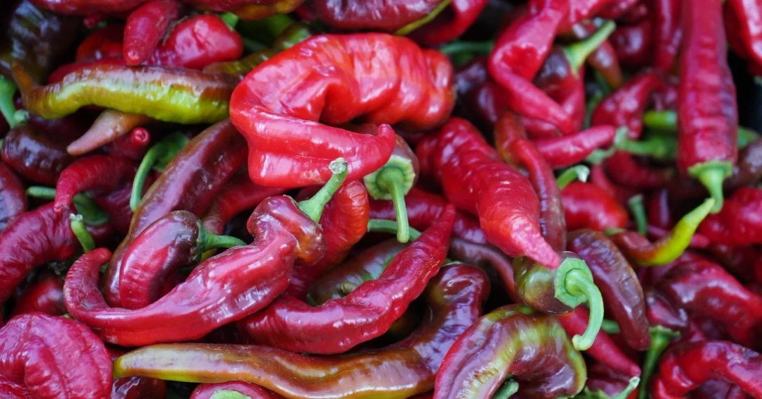 Have you ever tried Jimmy Nardellos? They are a bright red sweet Italian pepper with a thin skin. Their flavor shines when roasted, bringing a fruity, savory and sweet flavor. The texture is delicate and chefs love to cook with these speciality pepp