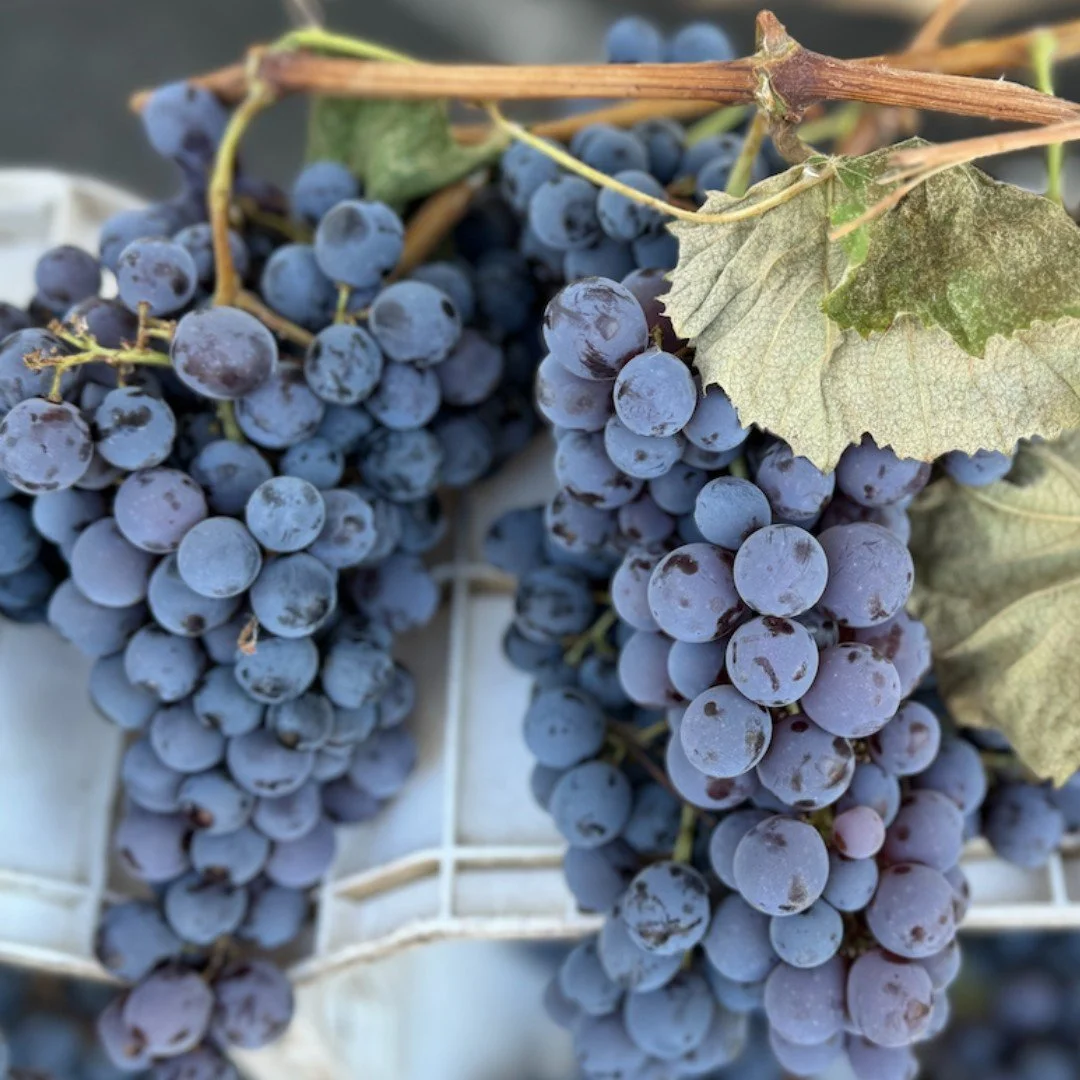 Grapes are at market and the flavor is top notch! With many varieties to choose from, there is something for everyone! Enjoy the flavors of summer at market today from 9am-1pm!