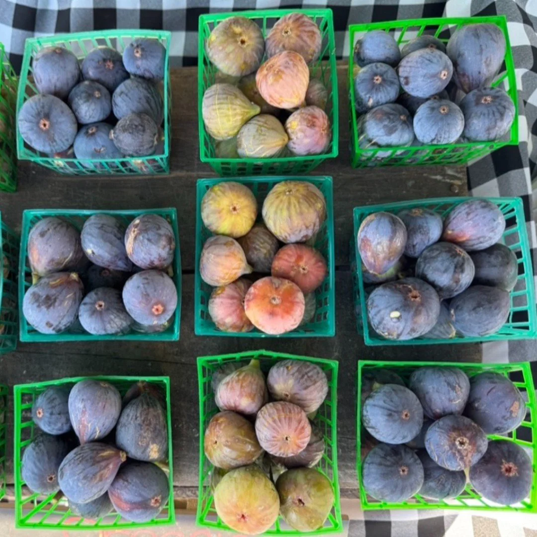 It's fig season! This sweet fruit is delicious mixed in with oatmeal and yogurt, roasted and then spread on toast with soft cheese, or added to smoothies!
Come by market today and Saturday from 9am-1pm for a variety of freshly harvest seasonal pro