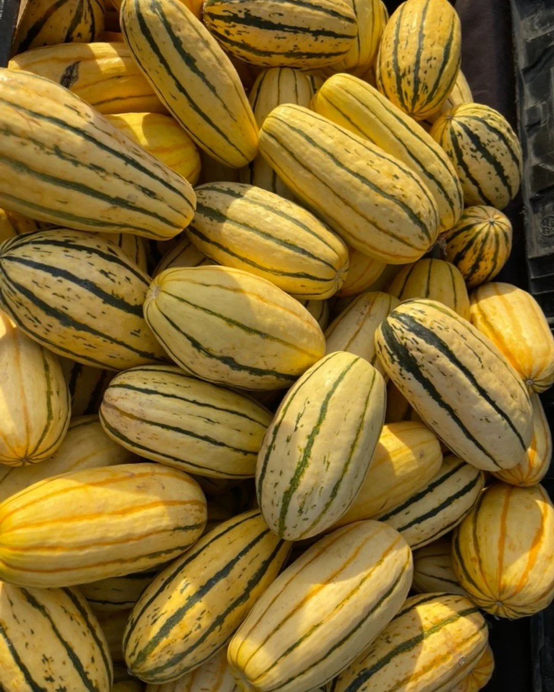 Delicata squash is one of our favorite winter squash!  They cook quickly, are much easier to cut, and have an edible thin skin.  These qualities make it a perfect choice for those with a busy schedule.  Delicata squash have a bake time of 20-25 minut