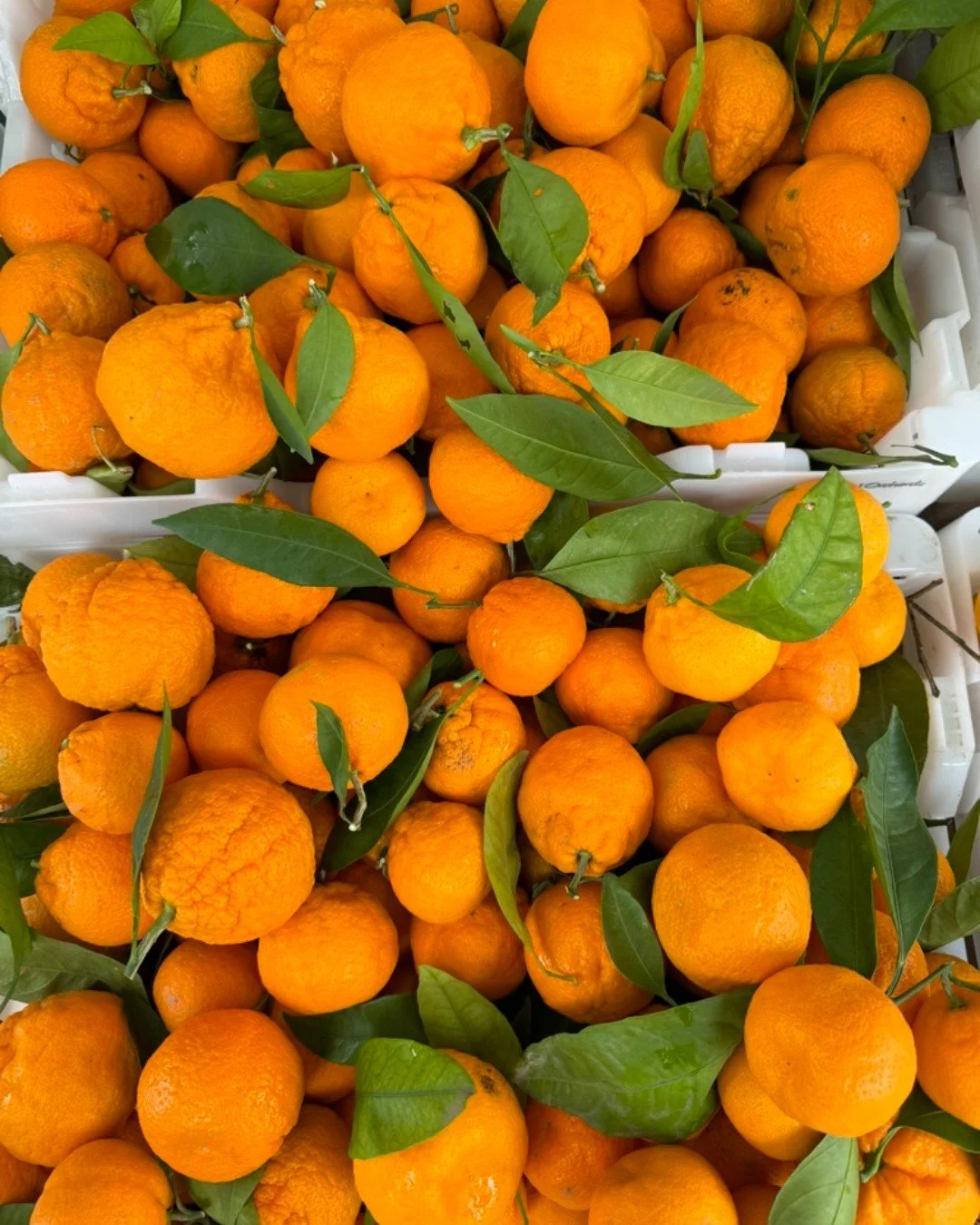 Friends and family visiting?  Venture to the market and share this amazing food hub with them! We are so grateful for all the small farms and vendors that make this market what it is!  Market is open today from 9am-1pm!