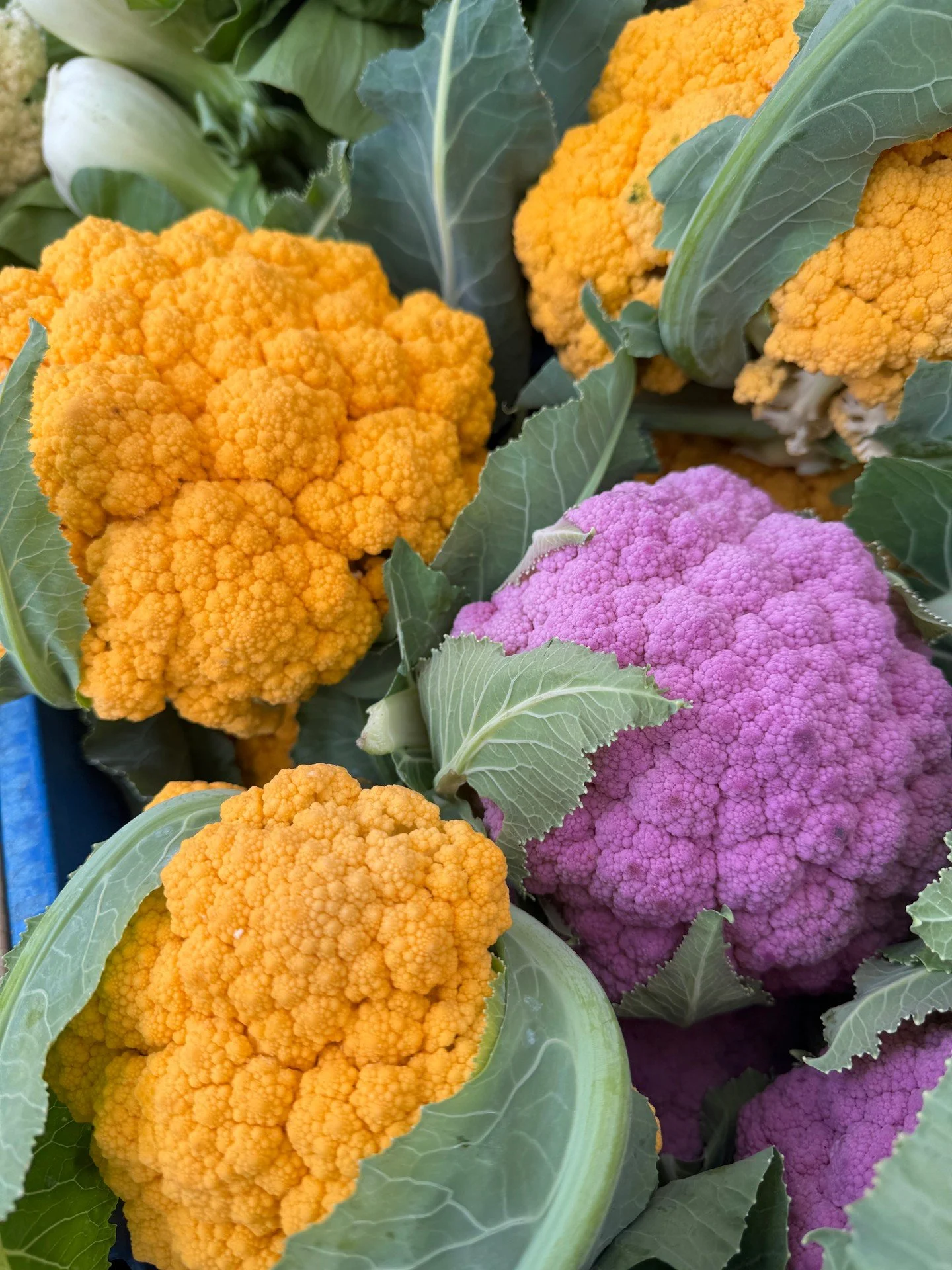 Did you know that cauliflower comes in bright colors like yellow and purple!  The flavor is the same as a traditional cauliflower, but the color is a feast for the eyes!  When you cook it the color does fade, but when it is raw the color is vibrant!
