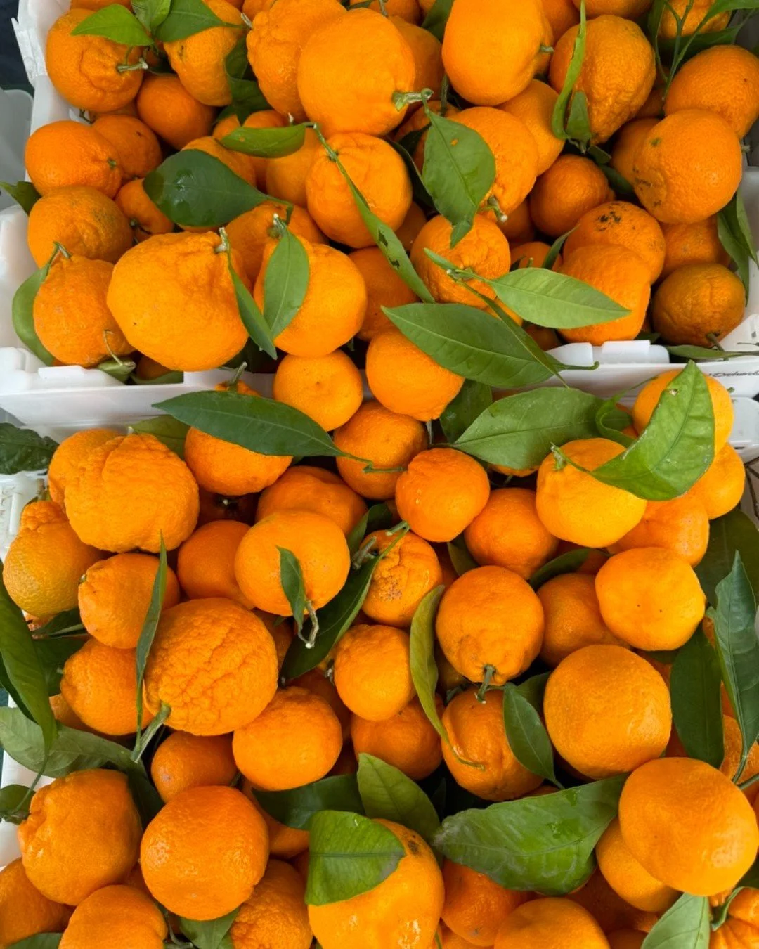 Citrus season is here!  Rich in Vitamin C, this fruit is a champion in the winter time!  Each variety has unique qualities and range from sweet to sour! 

Try slicing and dehydrating for holiday decorations on wreaths, garlands, or ornaments!

Enjoy 