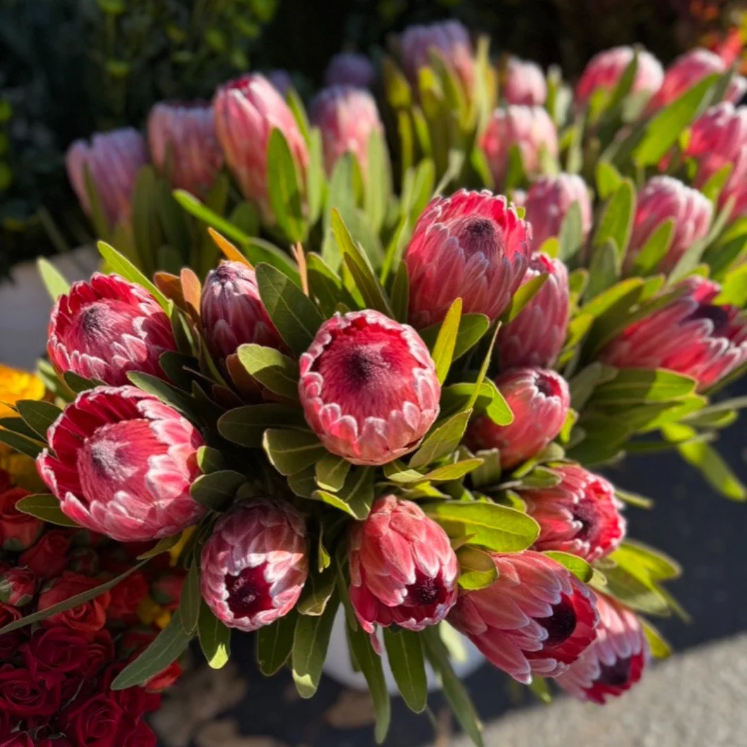 🗓️A reminder the market will be closed starting today through Thursday, January 1st.  The market will reopen Saturday, January 3rd

🎁Happy Holidays! 
.
.
#dalycityfarmersmrket