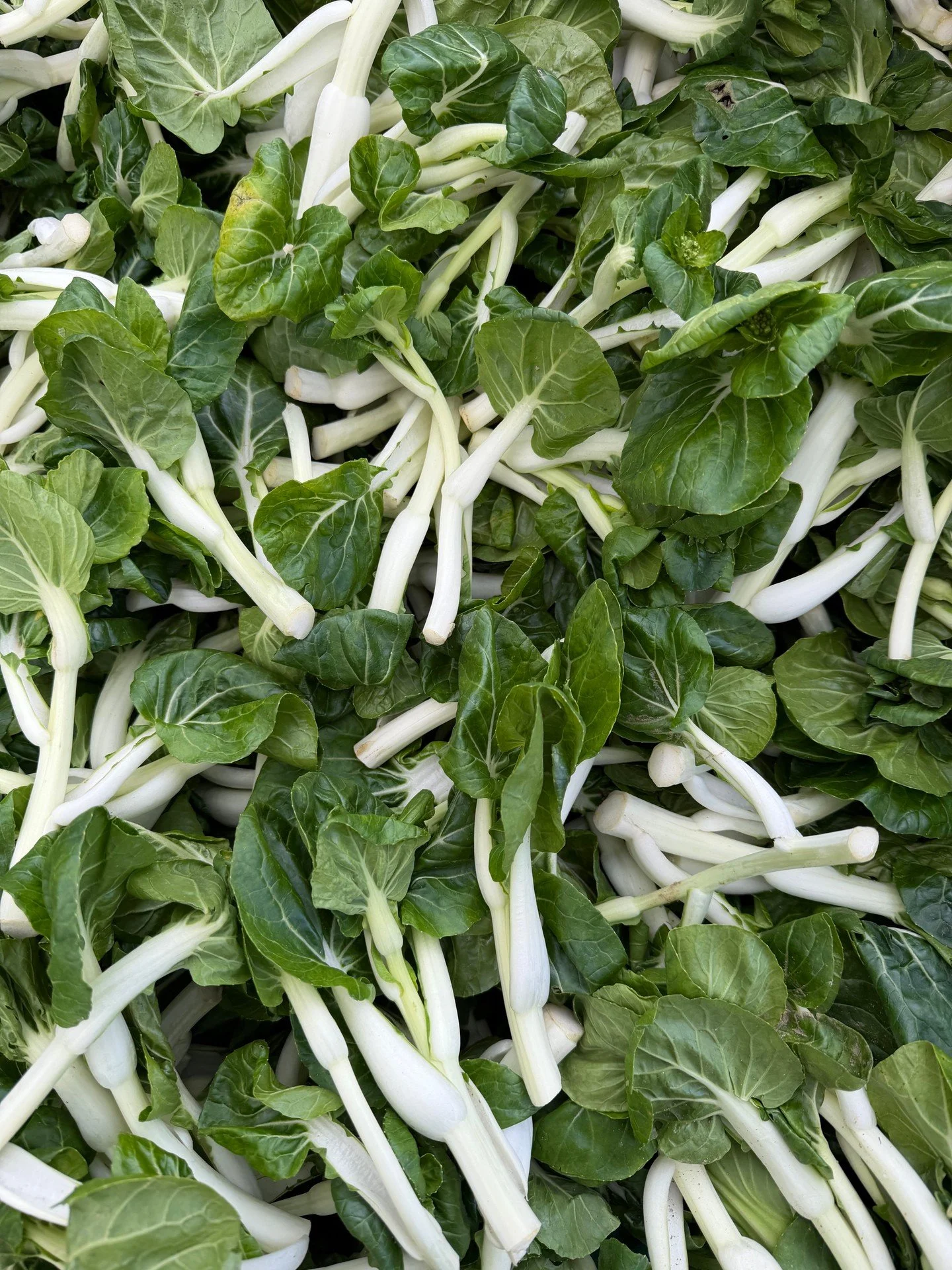 Greens 🥬 in the winter are delicious!  Crisp and crunchy. Add more nutrients to your meals by adding some chopped greens.  Bunched greens cook quickly and are a great way to add more veggies and as side dish or in soups.  Enjoy the market every Satu