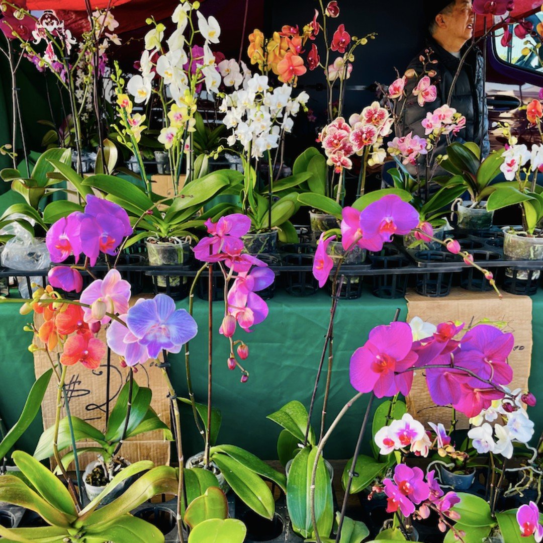 With Valentine's Day approaching, find beautiful fresh flower bouquets and live plants at market! West Flowers has a lovely variety of freshly cut flowers that make a perfect gift sure to brighten any day.

Other perfect gift ideas are live plants fr