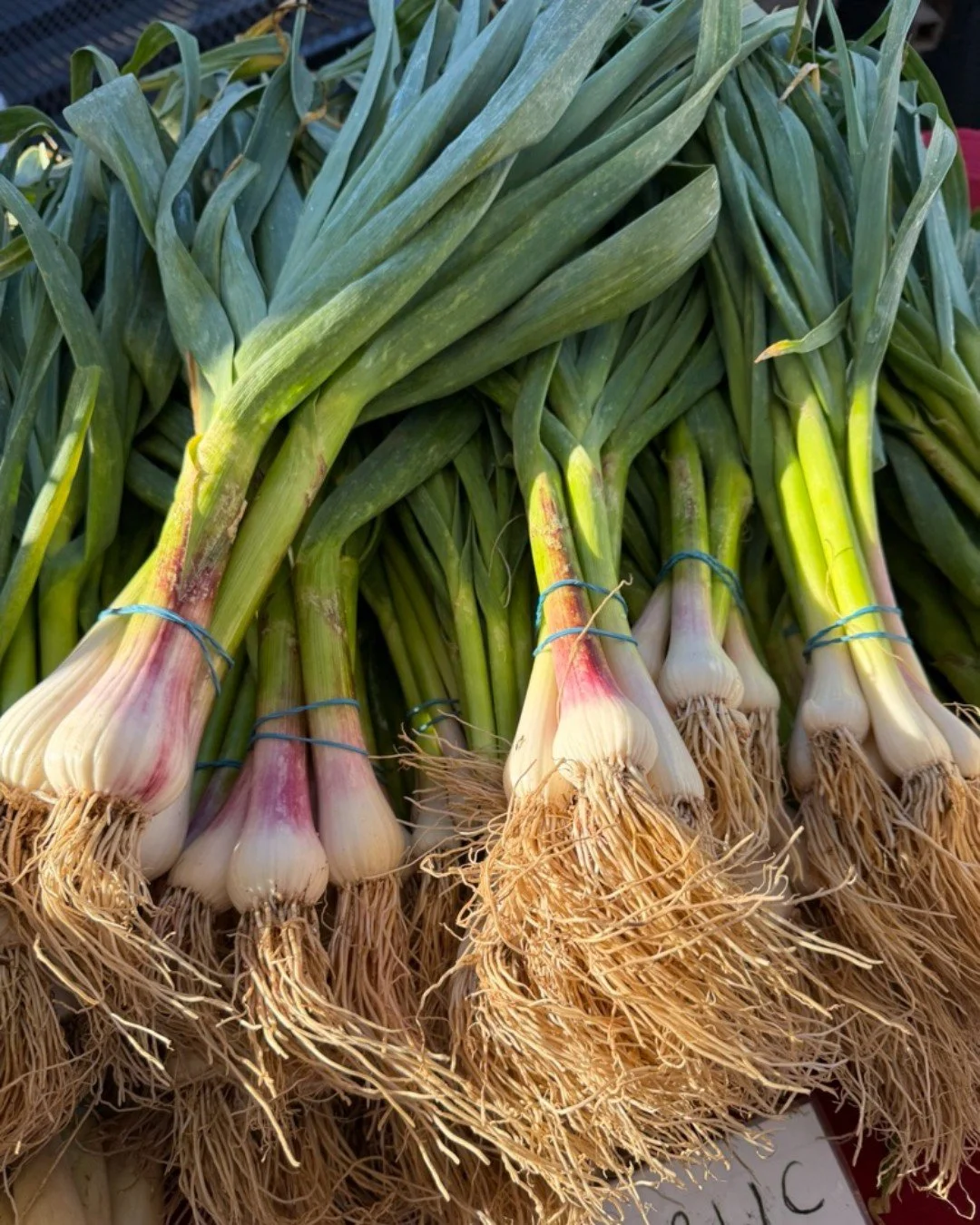 🧄 Green garlic is a versatile ingredient with milder and slightly sweeter flavor than mature garlic cloves. From bulb to greens, the entire plant can be added to recipes, cooked or raw.

🧄 Green garlic can be substituted for garlic cloves in recipe