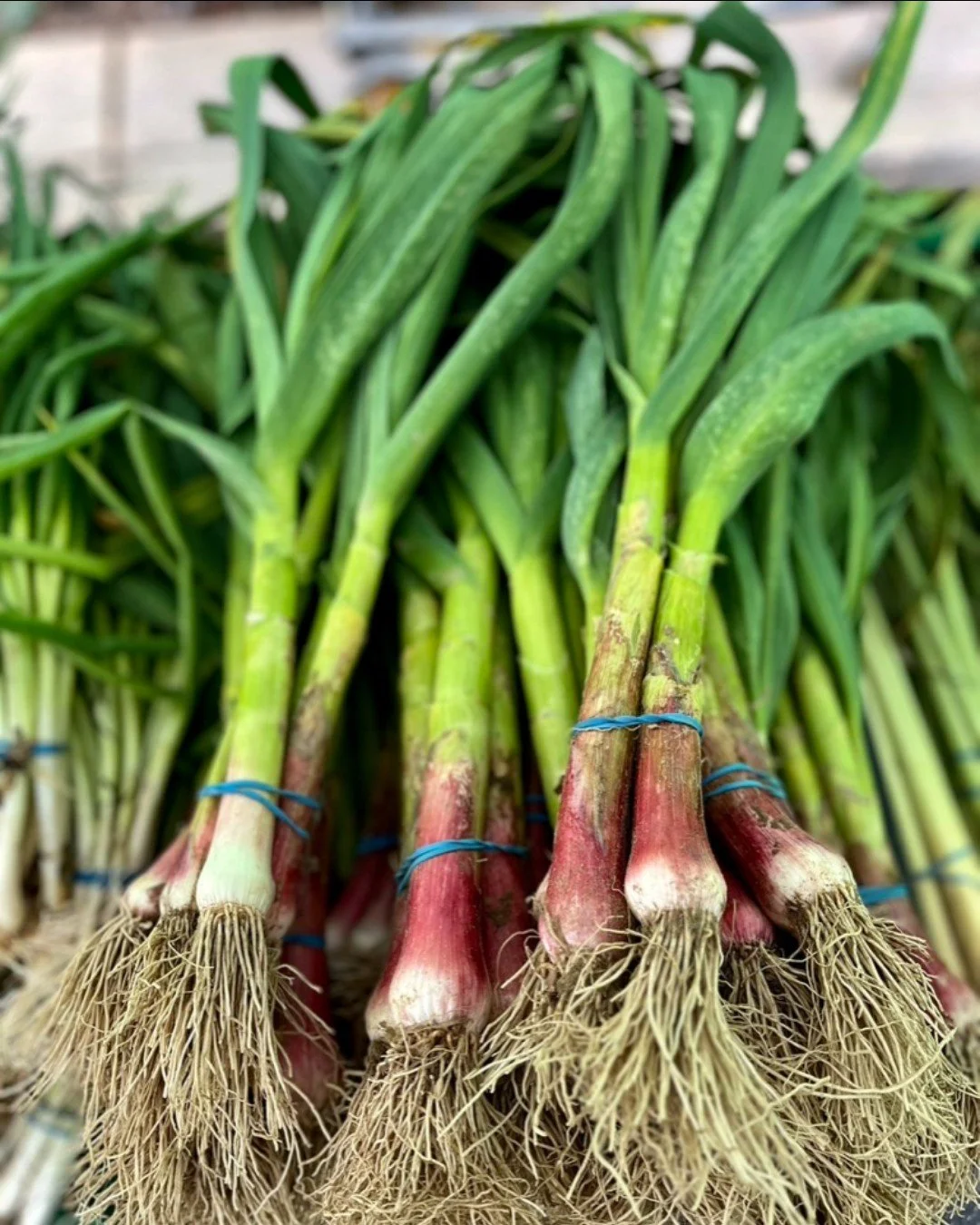 🧄 Green garlic is a versatile ingredient with milder and slightly sweeter flavor than mature garlic cloves. From bulb to greens, the entire plant can be added to recipes, cooked or raw.

🧄 Green garlic can be substituted for garlic cloves in recipe