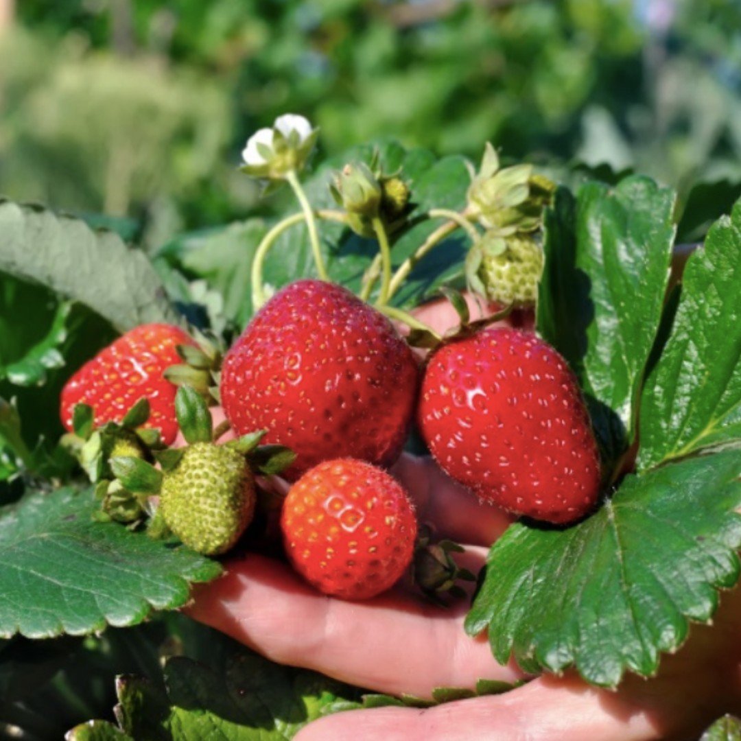 🍓Have you ever wondered why there are so many strawberry farms in the Watsonville area?
The unique microclimate offers growing conditions well suited for growing berries. Coastal foggy mornings, warm afternoon sun &amp; rich soil, all contribute to 