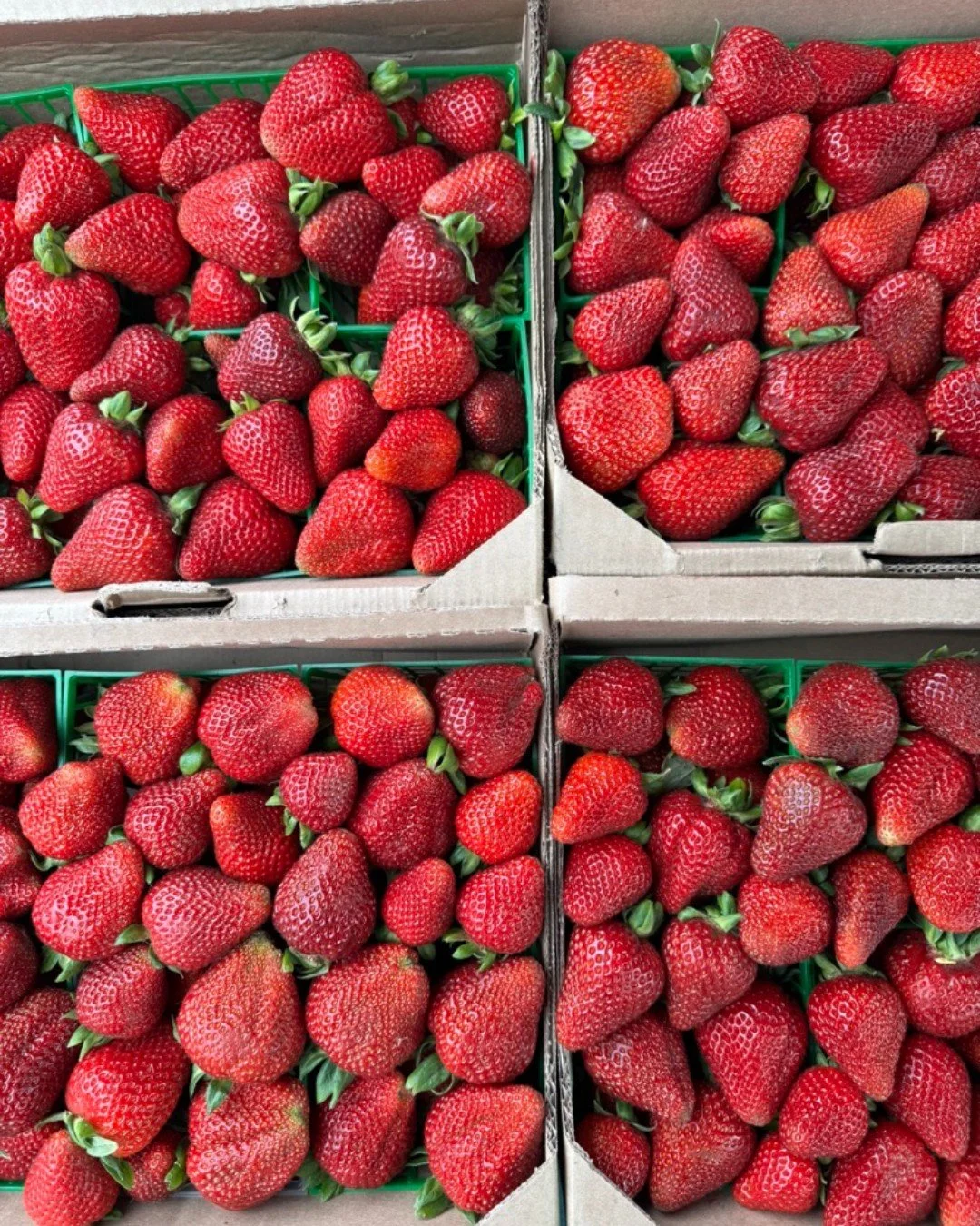 Have you ever wondered why there are so many strawberry farms in the Watsonville area. The unique microclimate offers growing conditions well suited for growing berries. Coastal foggy mornings, warm afternoon sun &amp; rich soil, all contribute to gr