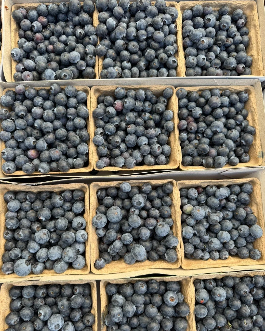 🫐Blueberry season is in full swing. This iconic summertime superfood fruit is packed with vitamins and minerals. Blueberries are a whole food ingredient that can help boost the immune system, metabolism and mood.

🫐Blueberries are a delicious snack