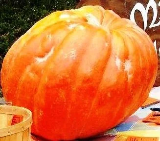 🧛 Halloween Costume Parade + Contest @ Morgan Hill Farmers' Market
