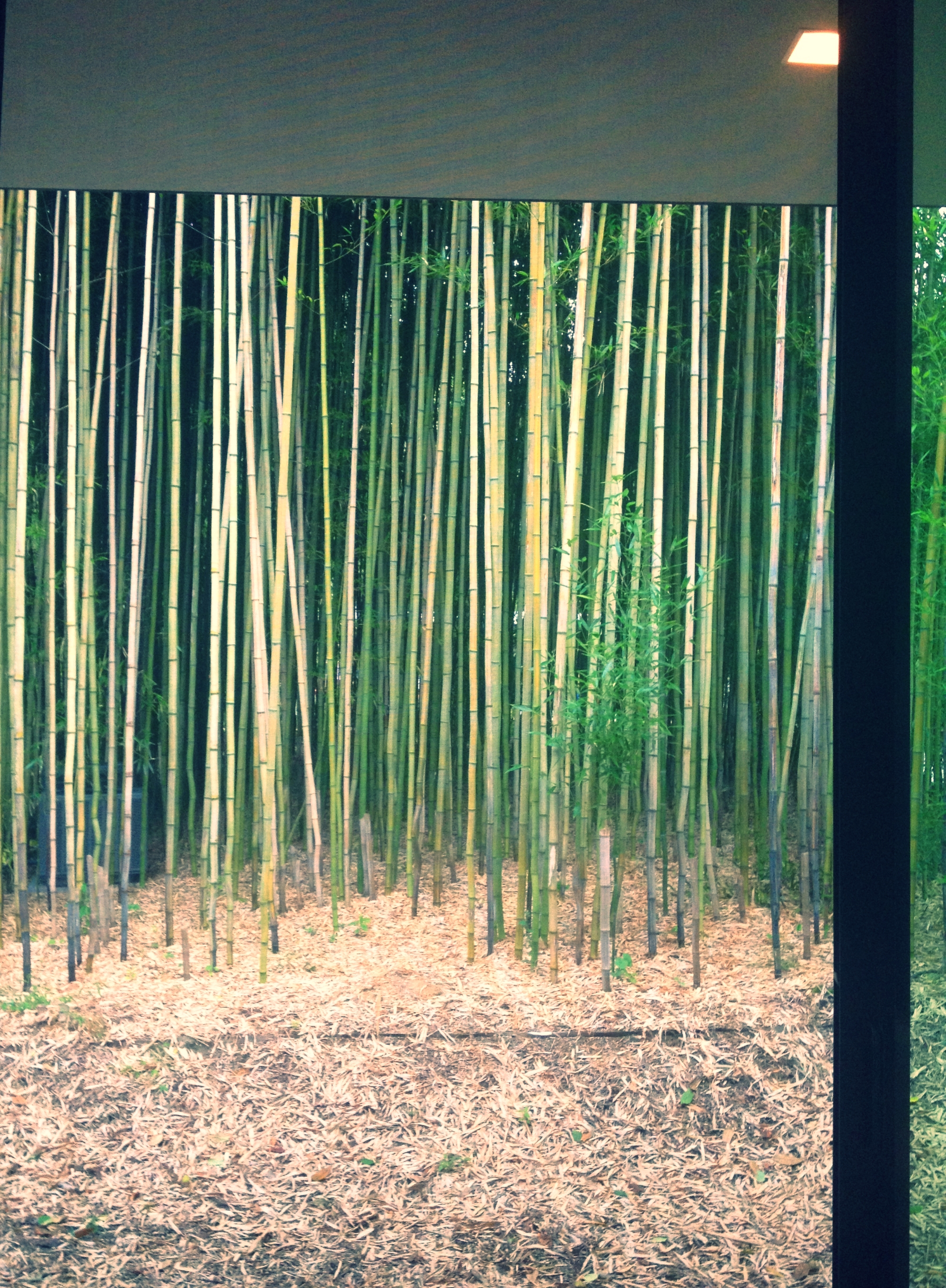 View of bamboo grove from a friend's window on North Sea Road