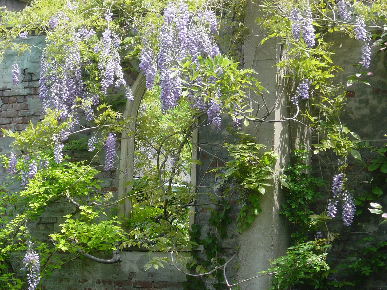 wisteria copy.JPG