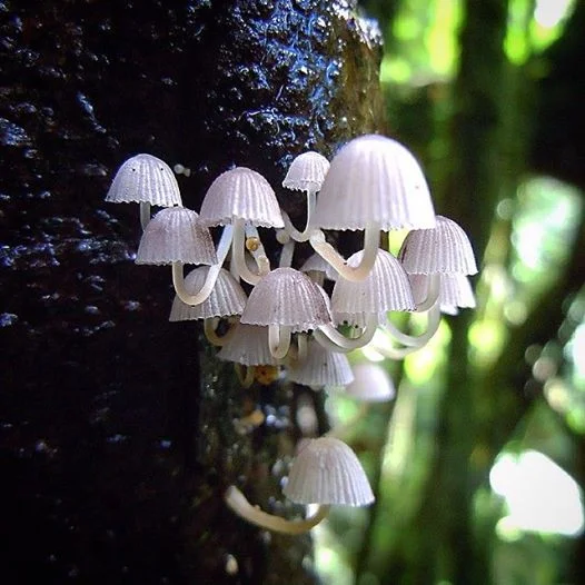 photo Makalani mushrooms Monoa Valley.jpg