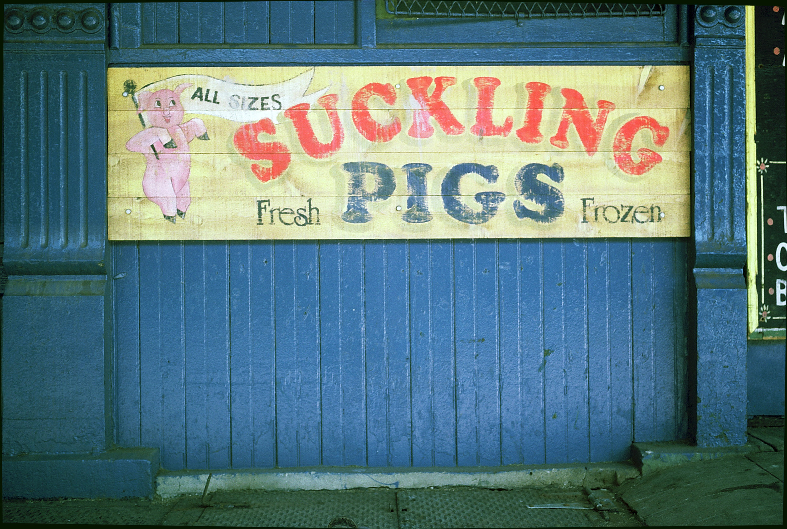 Pig Suckling24 ColorGamma.jpg
