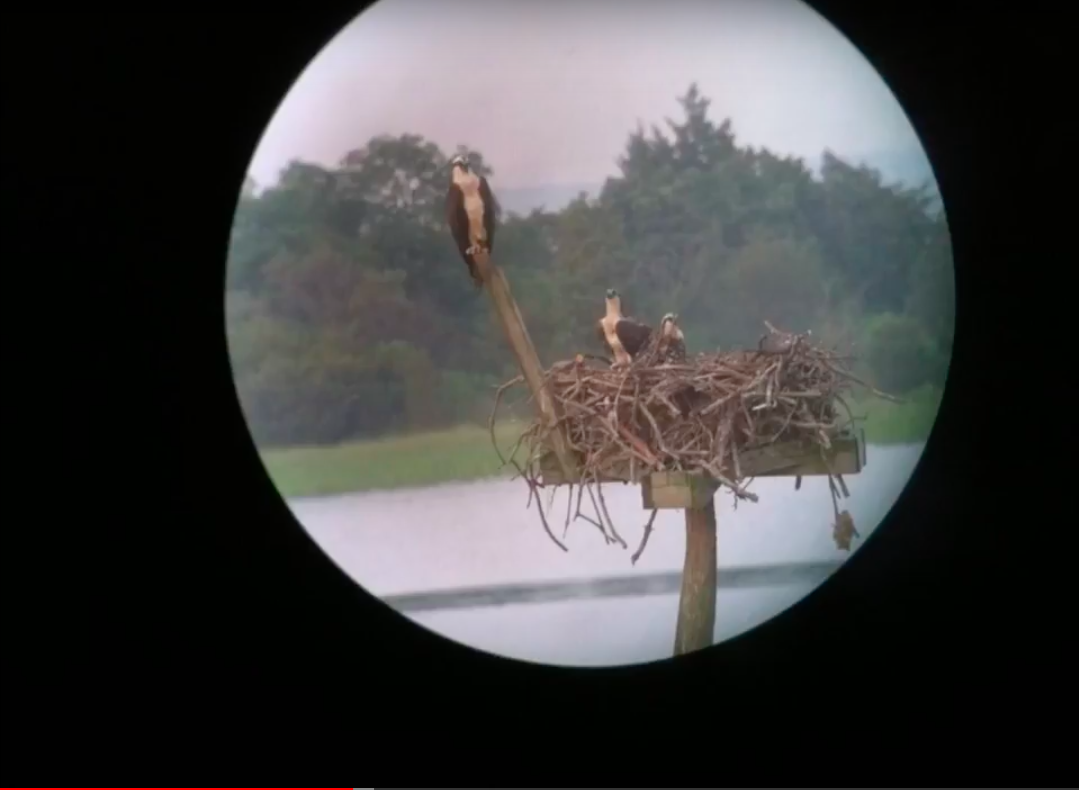 Osyrey pole boy scouts close up.png