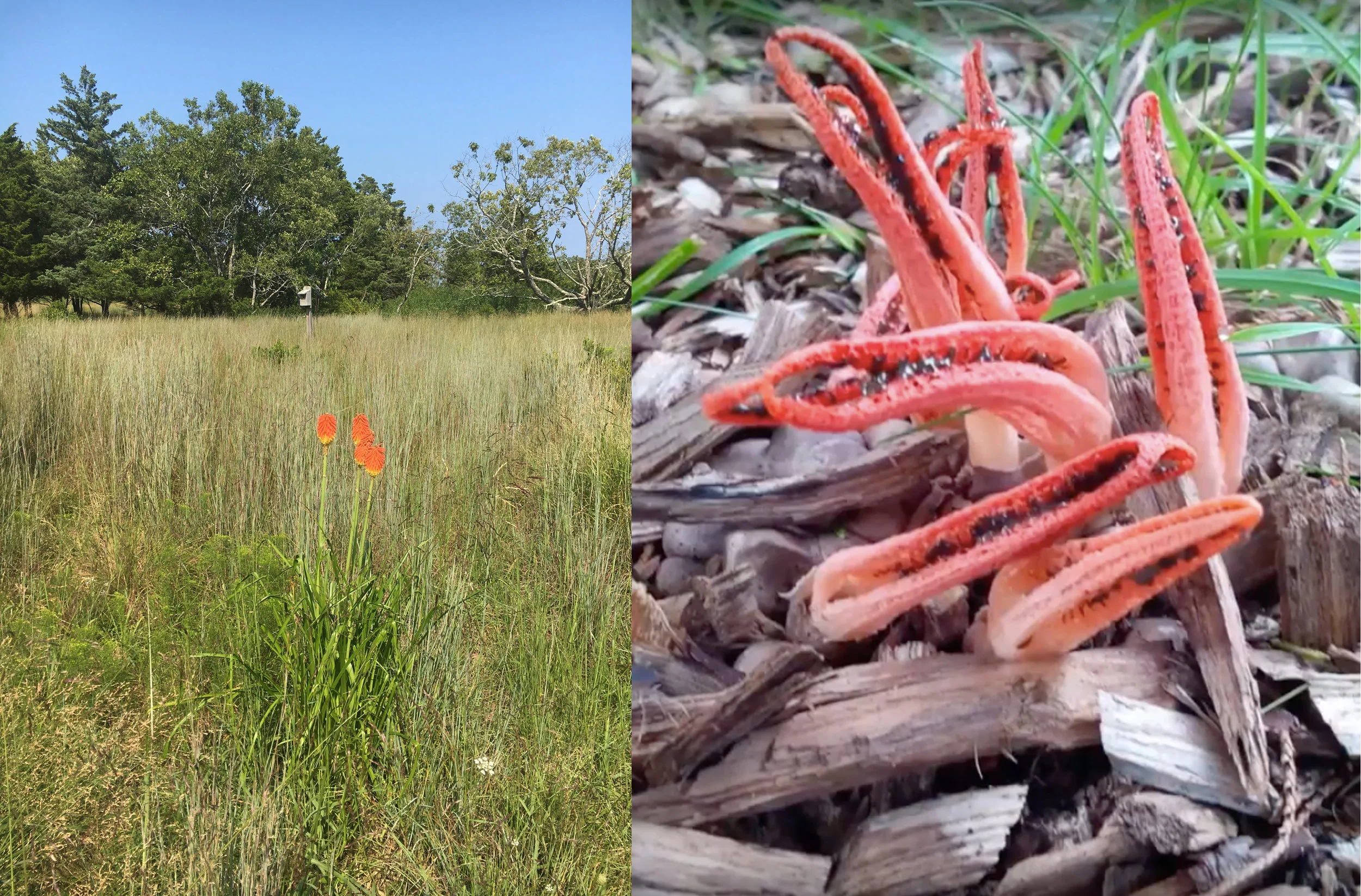 Stinkhorn + torch Lily.jpg