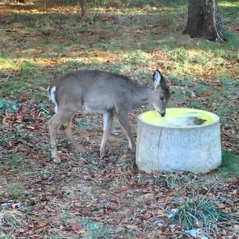 deer at bird+bee water feeder PSed.png