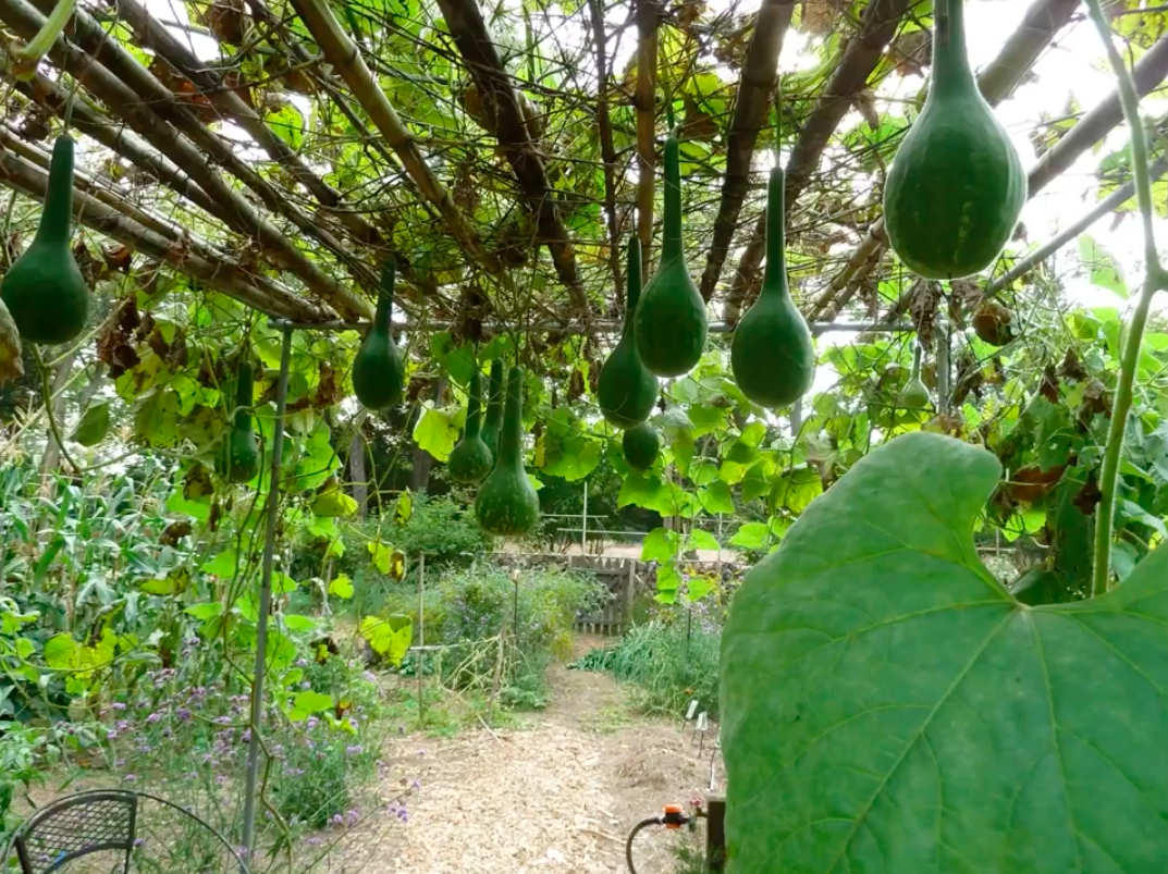 Garden hanging trellis for gourds.png