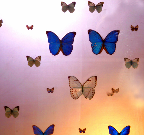 butterflies