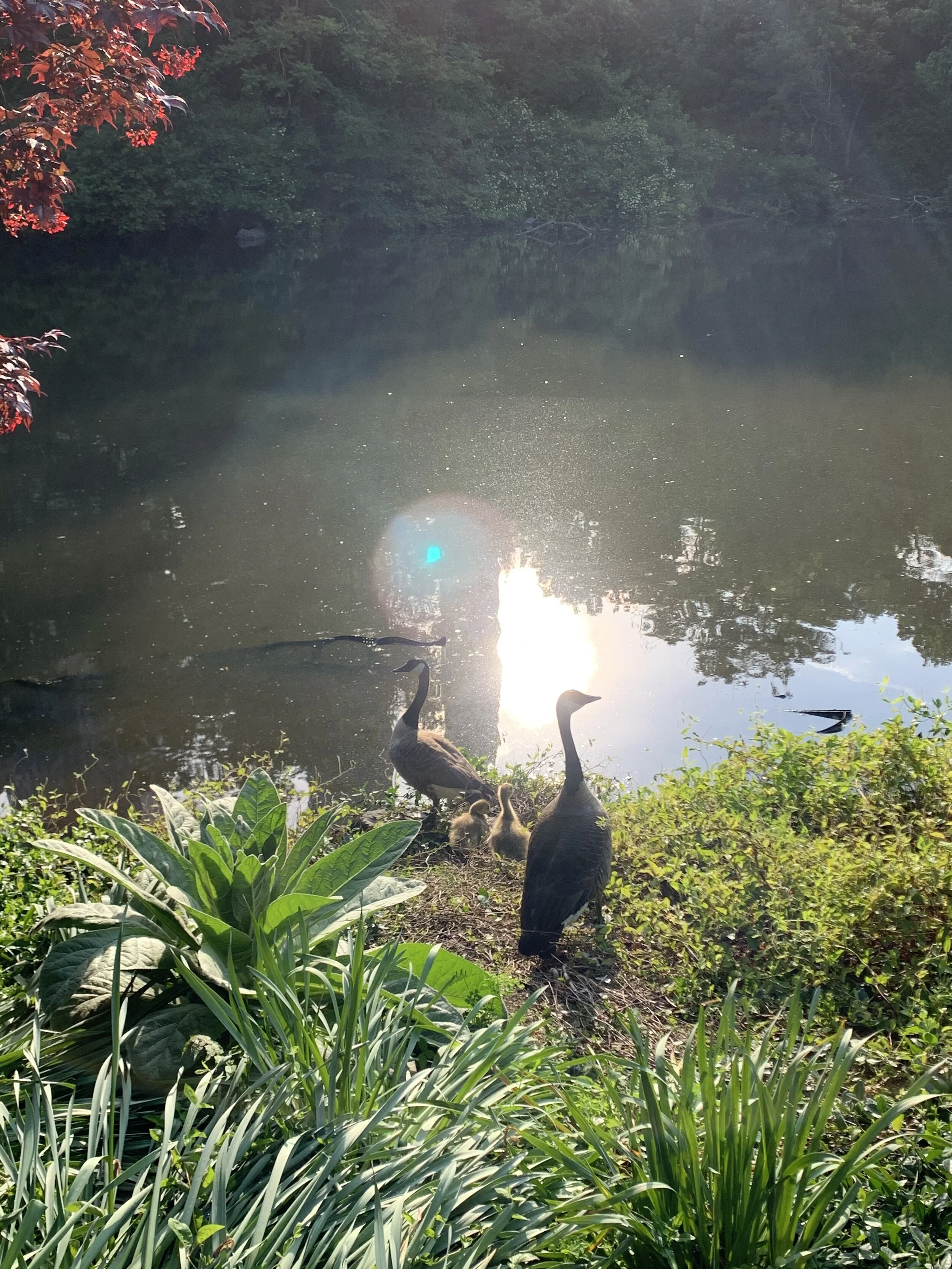 Guest Author: Debbi Dolan ~ A Plea To Help Birds Survive 