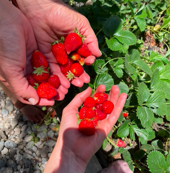 Screen Shot 2022-01-10 at 3.06.20 PM.png