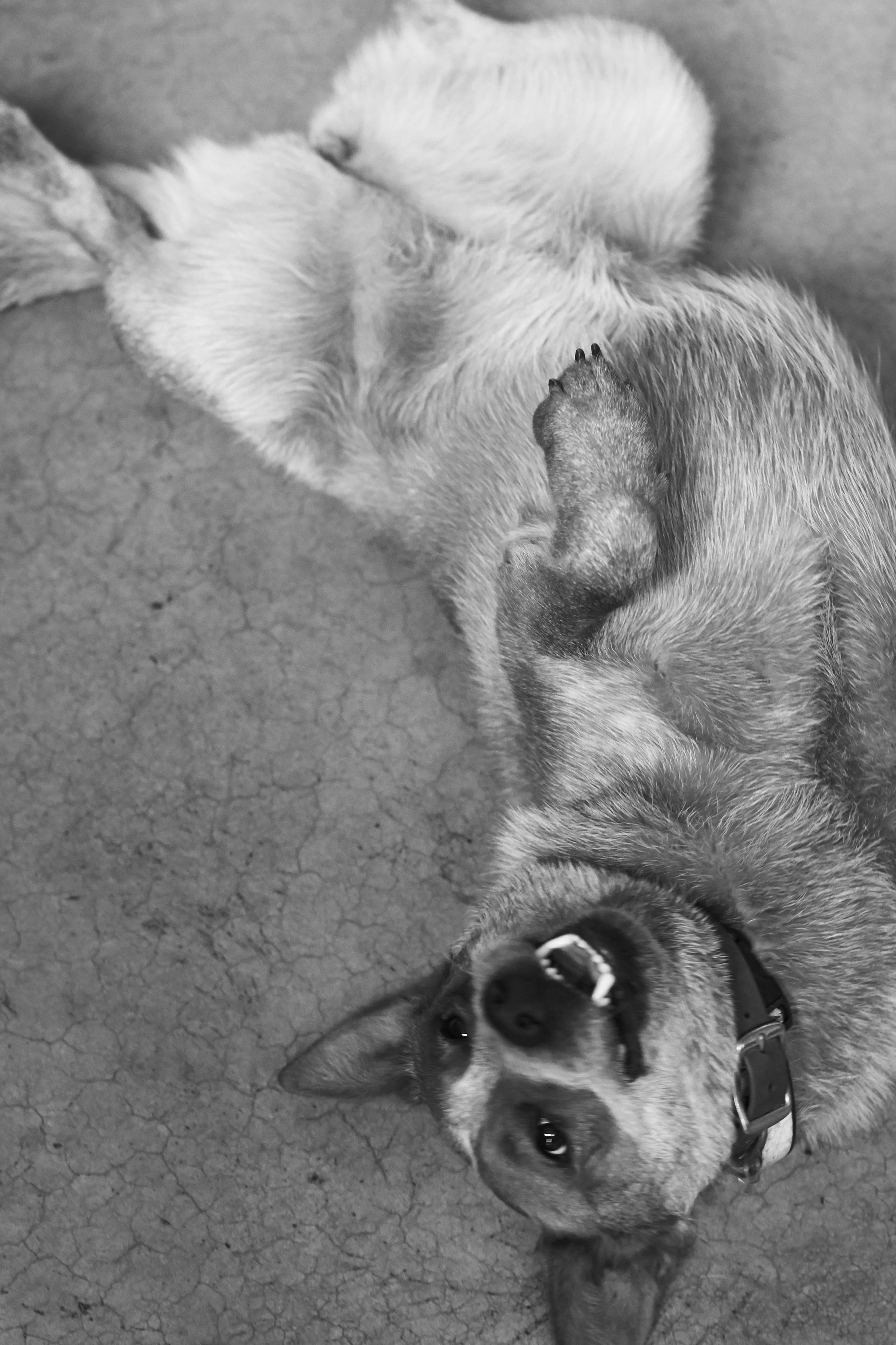 Happy dog laying on his back