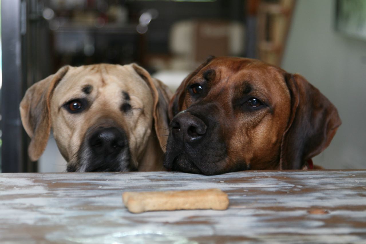 Two dogs looking at a dog biscuit 