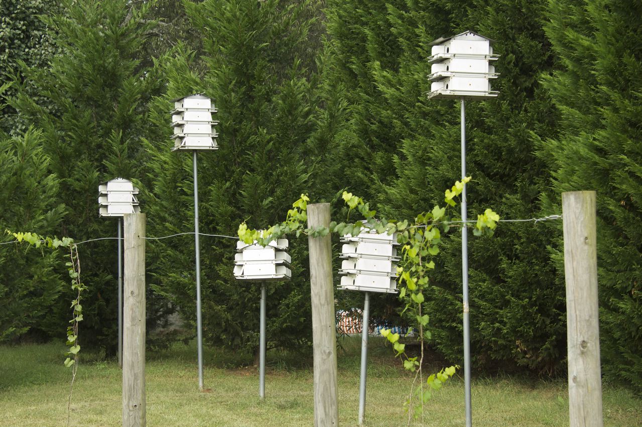 Four bird houses on poles