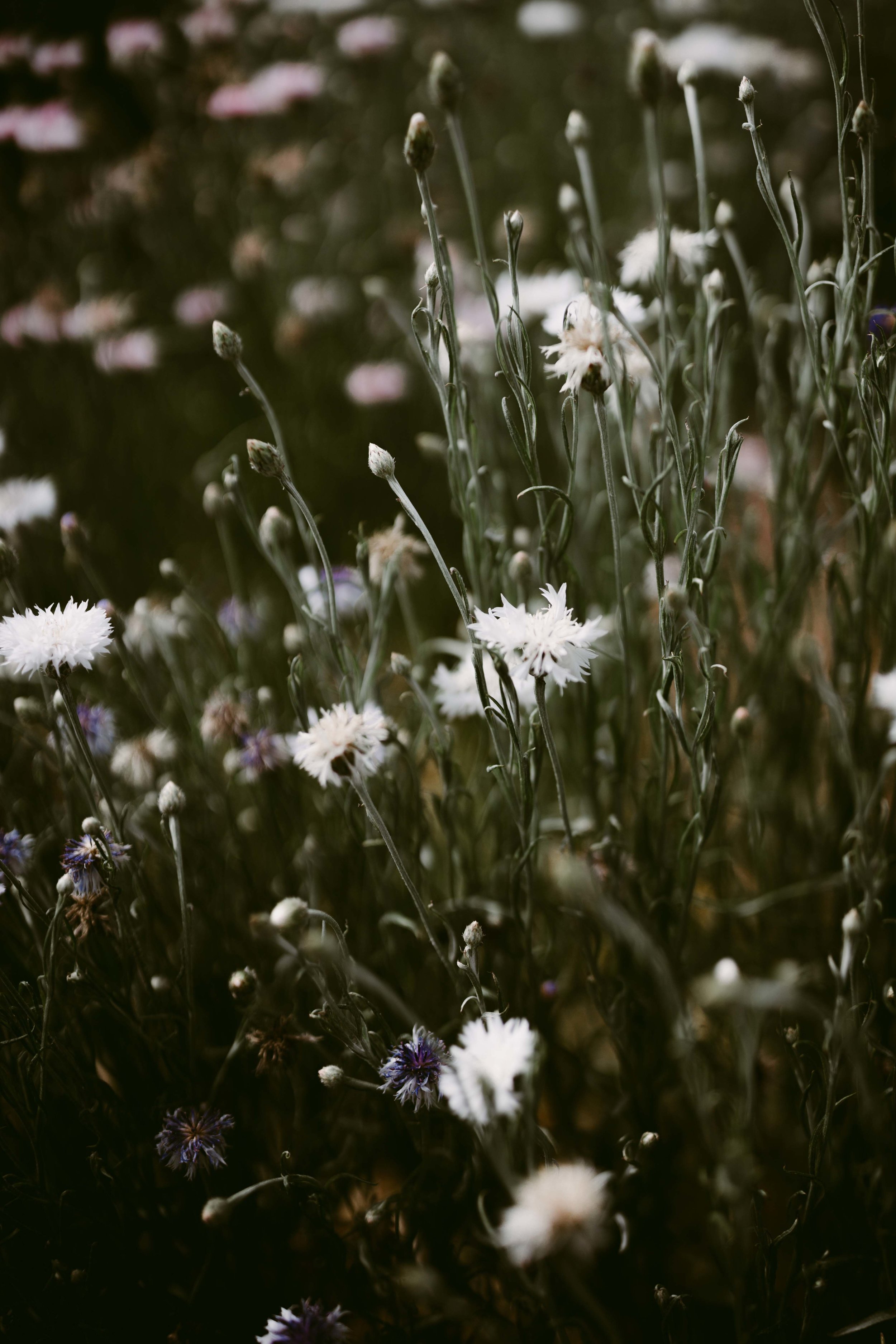 White wild flowers