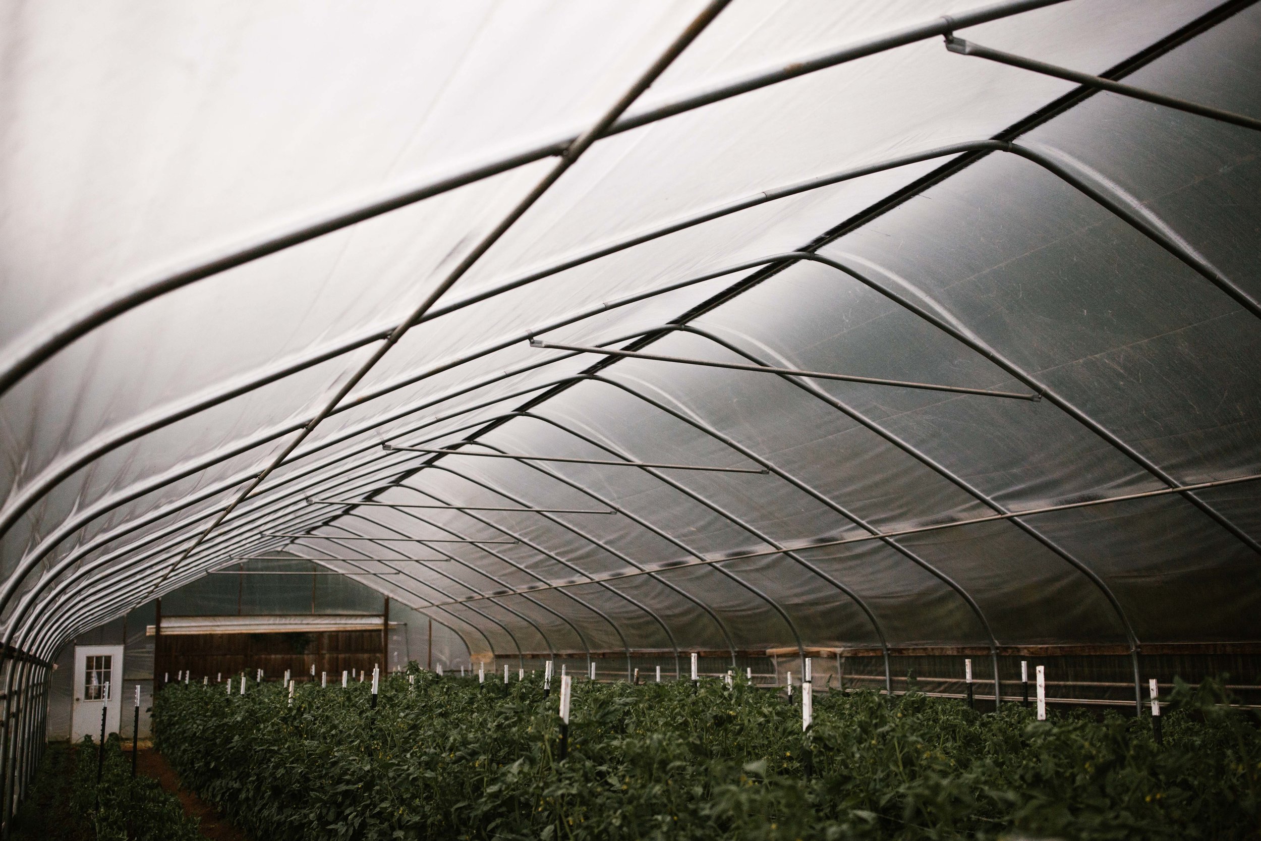 Working greenhouse interior