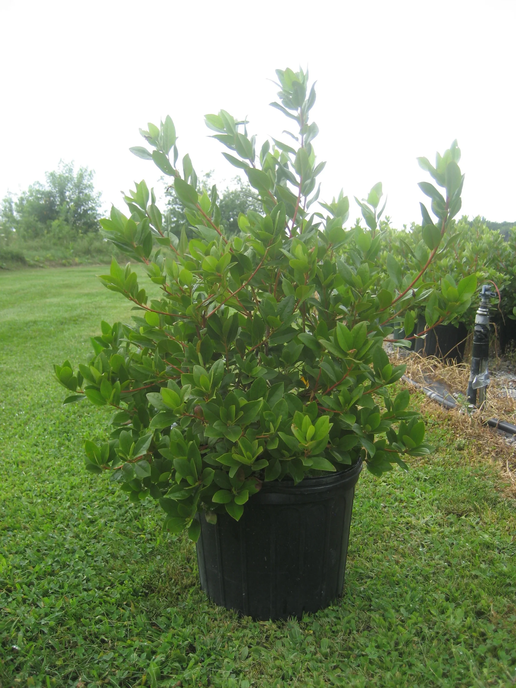 thuja de Thuja occidentalis 'Brabant' Konifere (Lebensbaum) | 100-120 cm mit  Wurzelballen