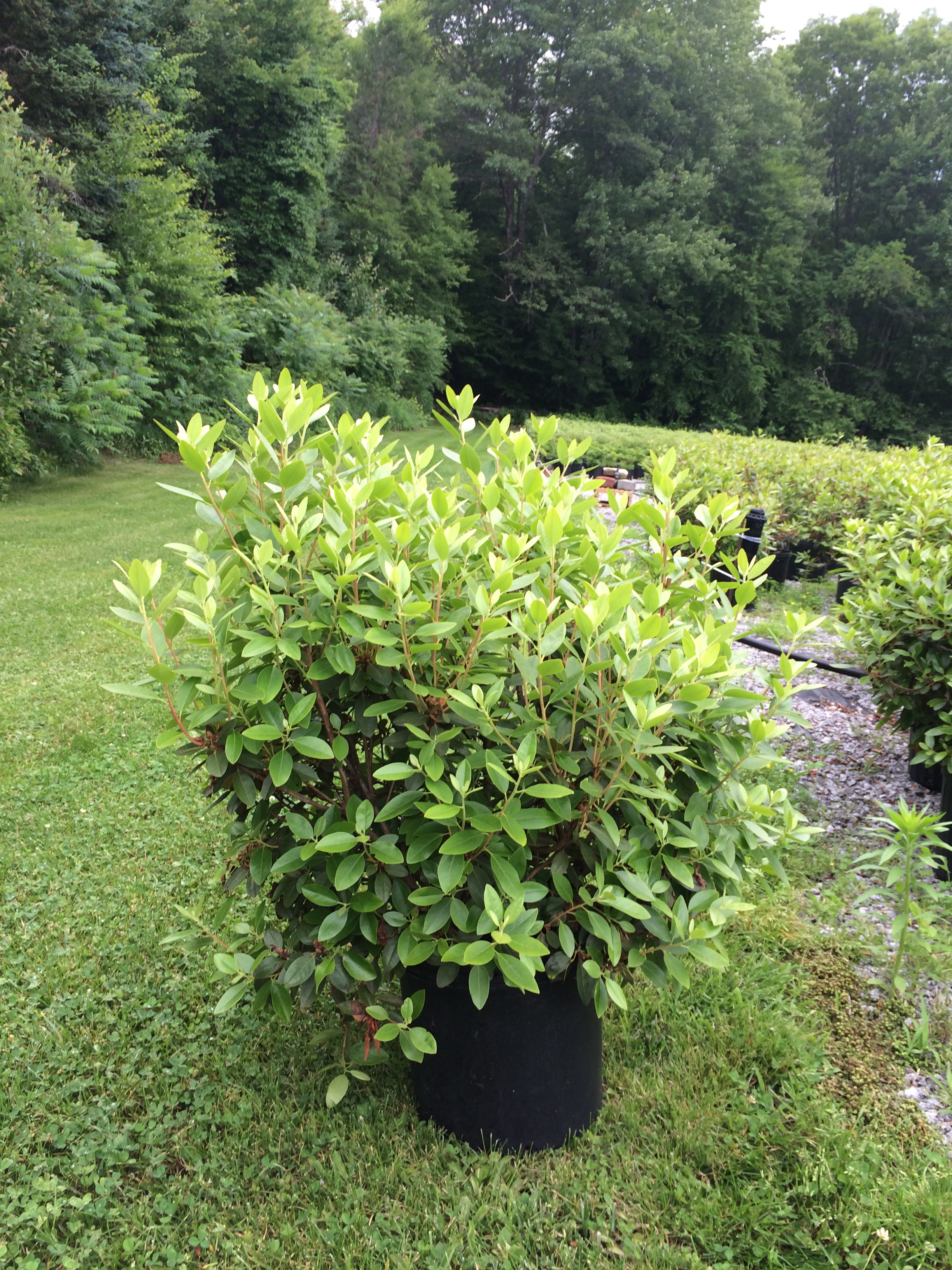 Rhododendron 'PJM Elite'  highland nursery