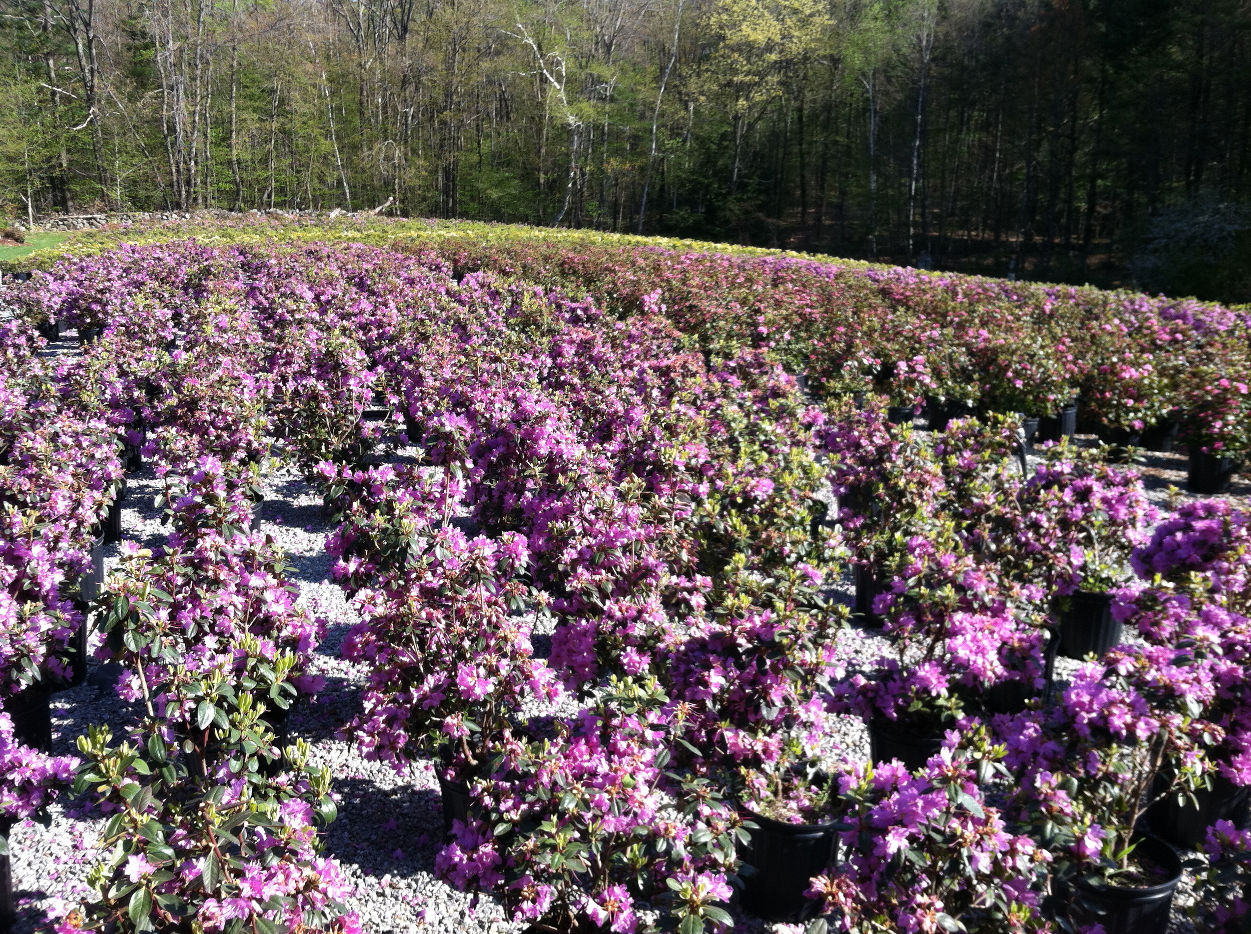 Color When You Need It