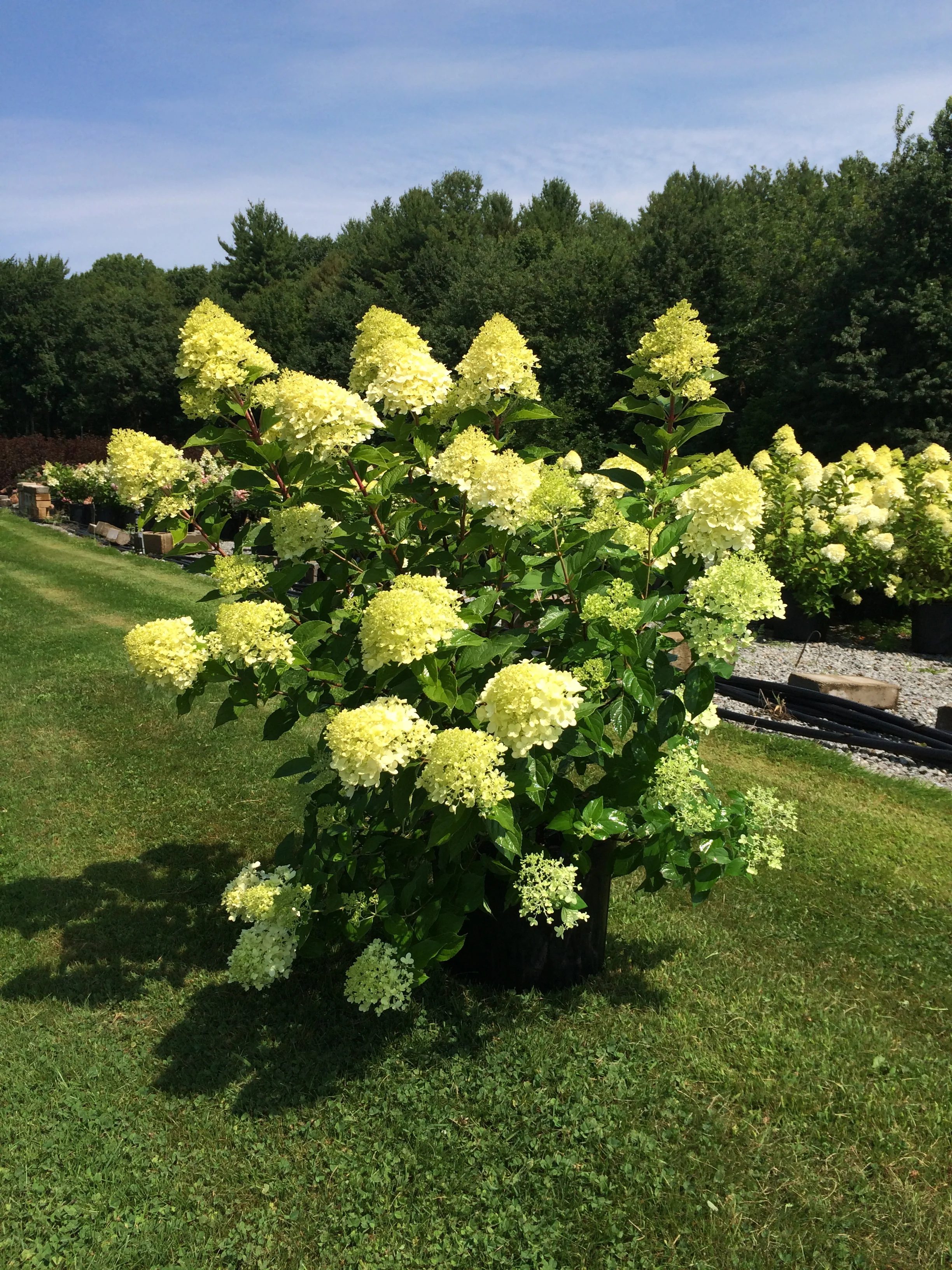 Our Guarantee To You