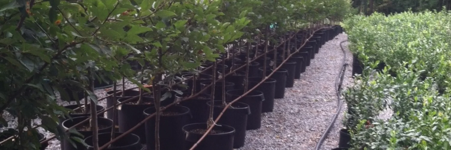 10 gal. Sargent block.jpg