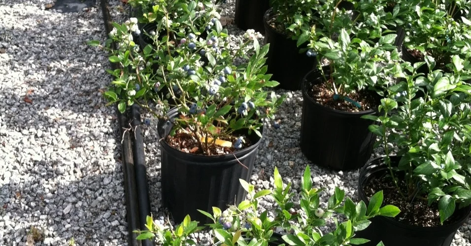 Blueberry Production-2.jpg